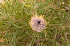 Protea longifolia