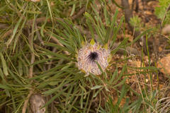 Protea longifolia