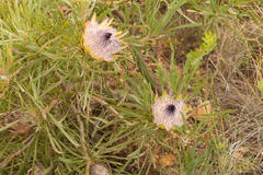 Protea longifolia
