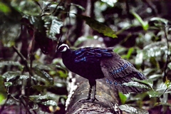 Polyplectron napoleonis