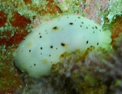 Cadlina