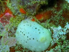Cadlina