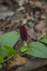 Aristolochia bracteosa