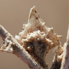Atriplex rosea