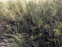 Pegolettia retrofracta