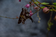 Chioides