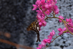 Chioides