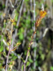 Pegolettia retrofracta