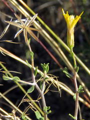 Pegolettia retrofracta