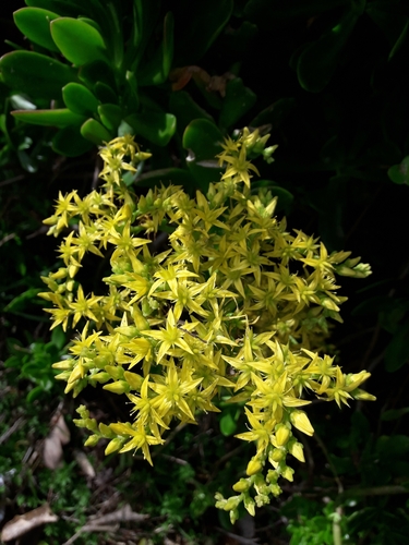 Sedum praealtum