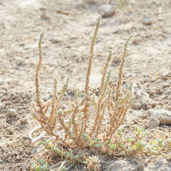 Atriplex coronata