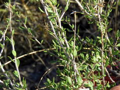 Pegolettia retrofracta