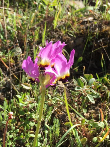 iNaturalist observation photo of Henderson's shooting star