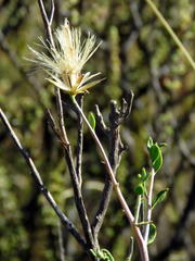 Pegolettia retrofracta
