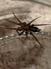 Herpyllus propinquus