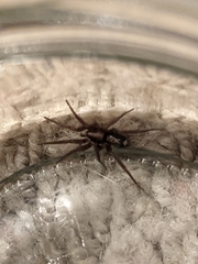Herpyllus propinquus