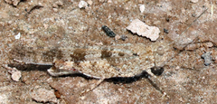 Trimerotropis maritima