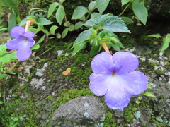 Achimenes longiflora