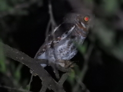 Micrathene whitneyi