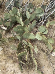 Opuntia dulcis