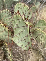 Opuntia dulcis