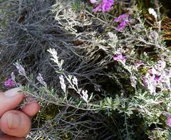 Indigofera sp11