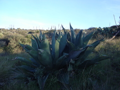 Agave salmiana crassispina