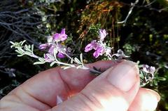 Indigofera sp11