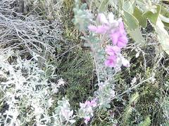 Indigofera sp11