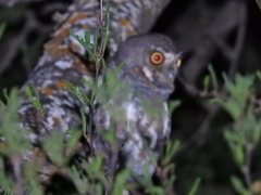 Micrathene whitneyi