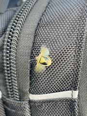 Thyanta pallidovirens