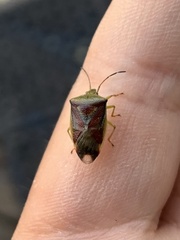 Elasmostethus interstinctus