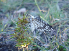 Neuromelia selectata