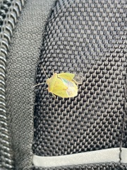 Thyanta pallidovirens