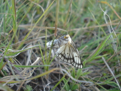 Neuromelia selectata