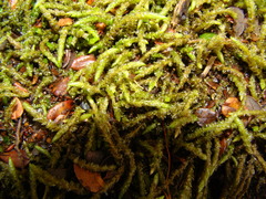 Acrocladium chlamydophyllum