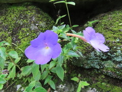 Achimenes longiflora