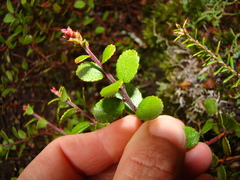 Gaultheria colensoi