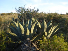 Agave salmiana crassispina