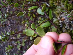 Gaultheria colensoi