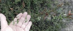 Astephanus triflorus