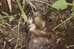 Heterogeomys hispidus