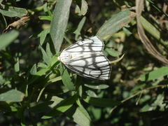 Neuromelia selectata