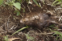 Heterogeomys hispidus