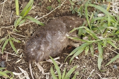 Heterogeomys hispidus
