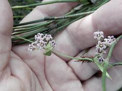 Astephanus triflorus
