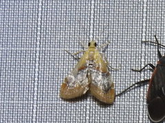 Cacozelia basiochrealis