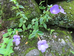 Achimenes longiflora