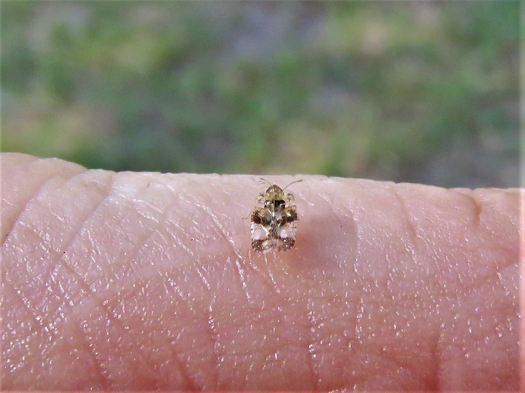 hackberry lace bug