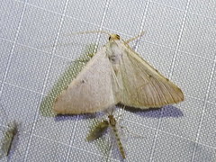 Taeniogramma